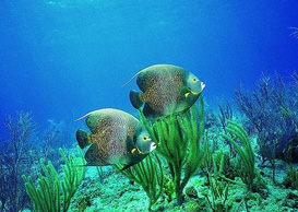 環(huán)境影響評(píng)價(jià)、排污許可證、應(yīng)急預(yù)案